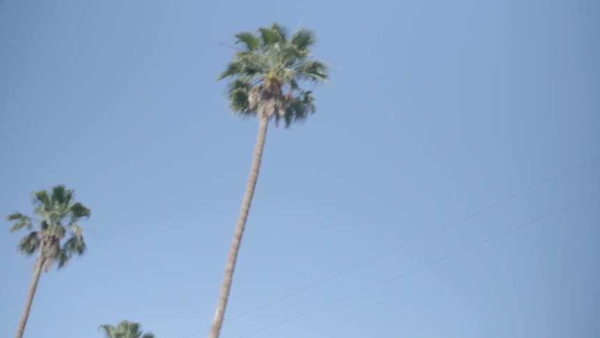 Palm trees tower above the power lines