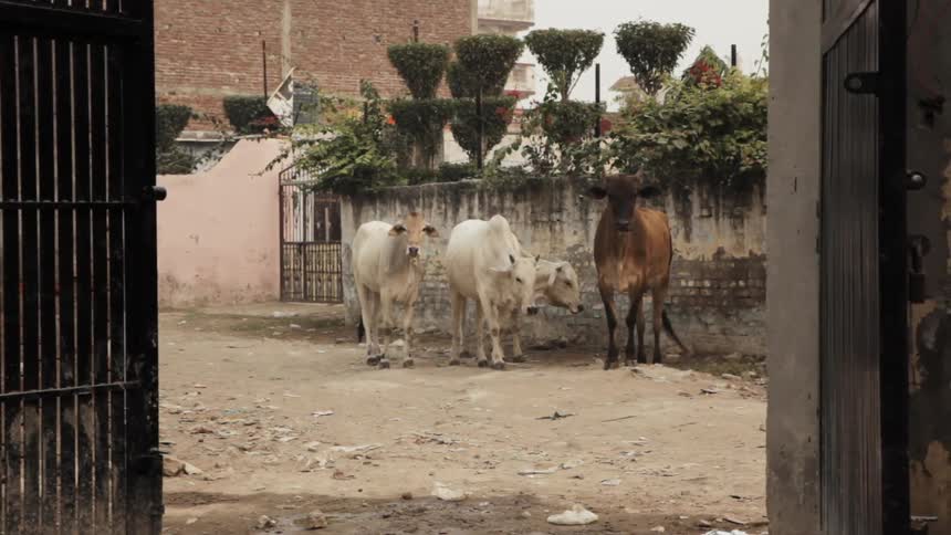 A scooter is driven by cows in a town
