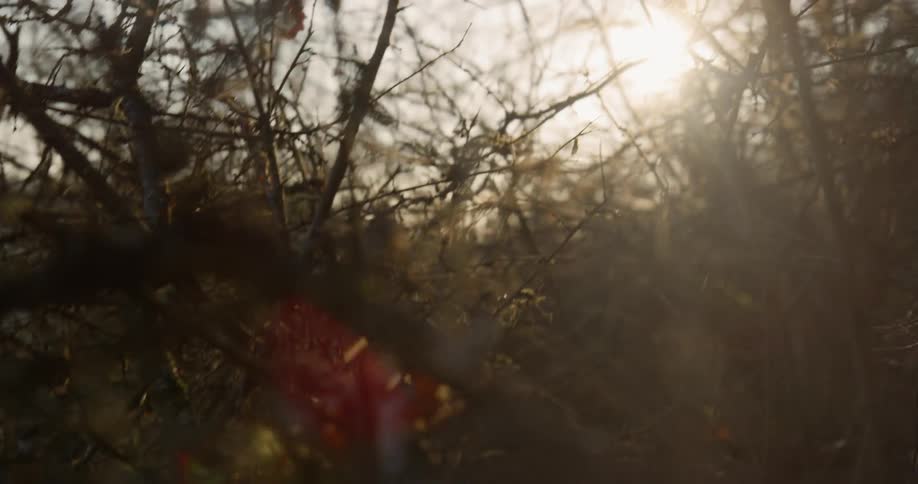 Sun shines through bushes and sticks