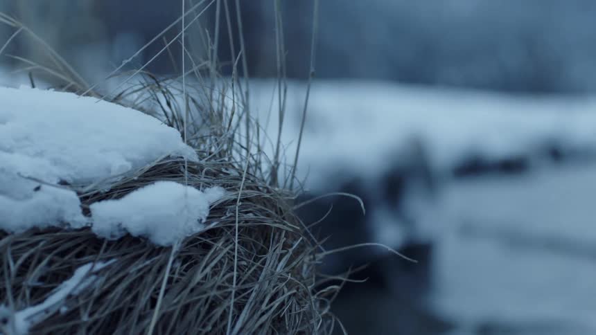 Snow sits on a riverbank and wind blows the grass