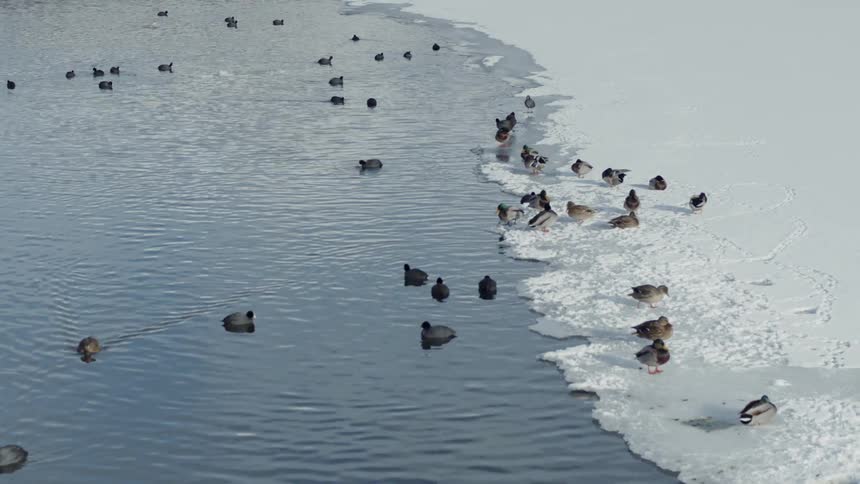 Ducks swim in the water and walk on the ice