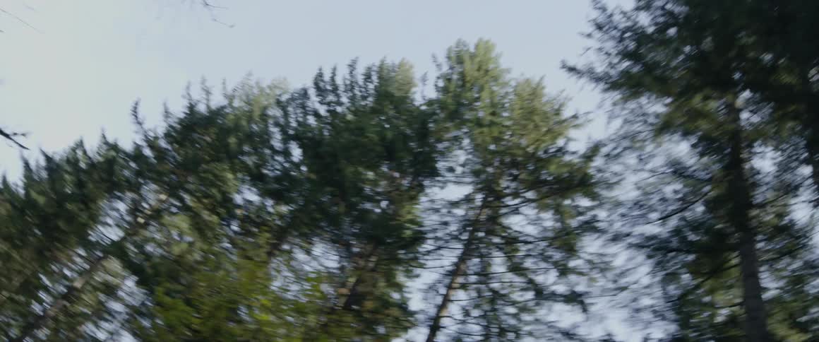 Tall trees tower into the sky