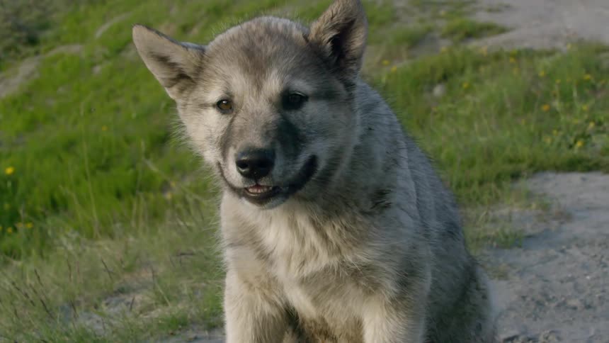 A dog sitting down and slightly panting
