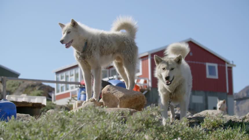 Two white dogs standing on rocks outside a red house