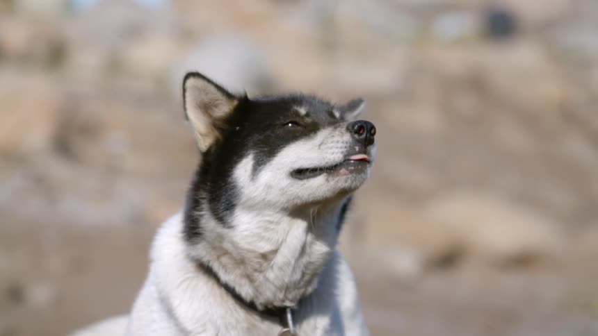 A dog licks its lips in the sunlight