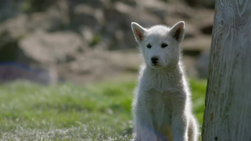 A dog sits on the grass