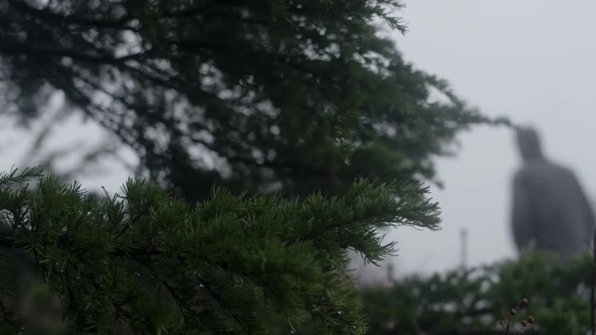 Man wearing a hoodie walking past trees