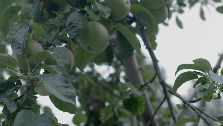 Apples on a tree