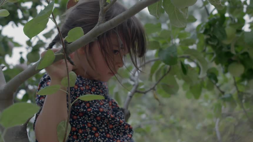 A girl climbs in an apple tree