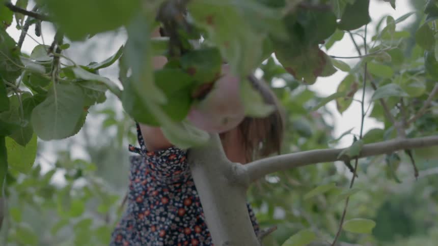 A girl climbs in an apple tree