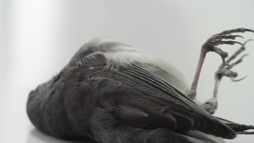A black bird lies motionless and dead