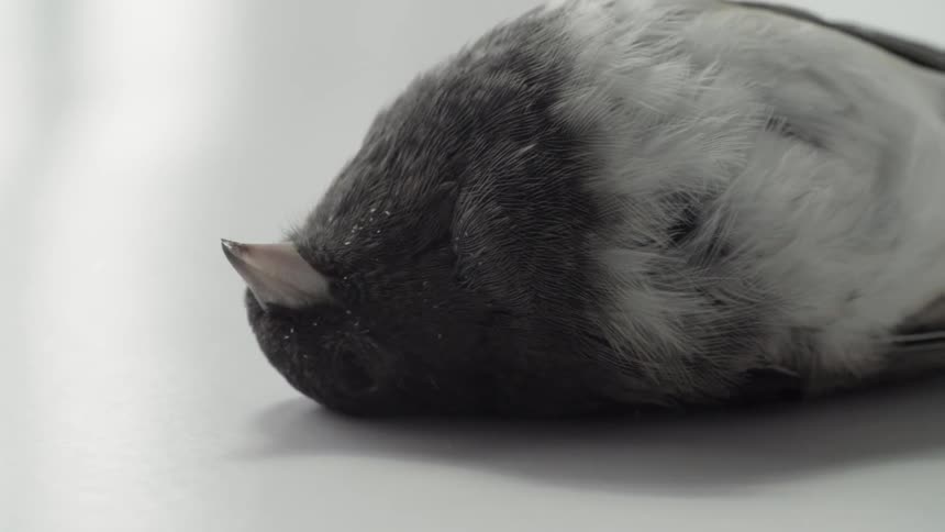A black bird lies motionless and dead