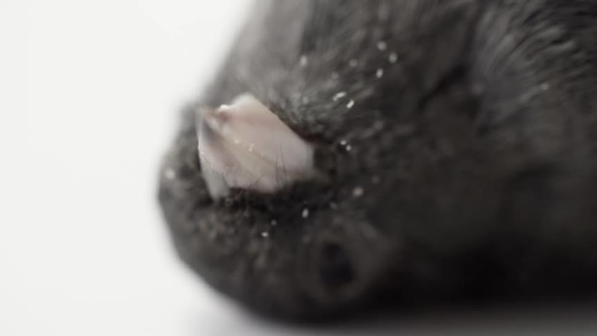 A black bird lies motionless and dead