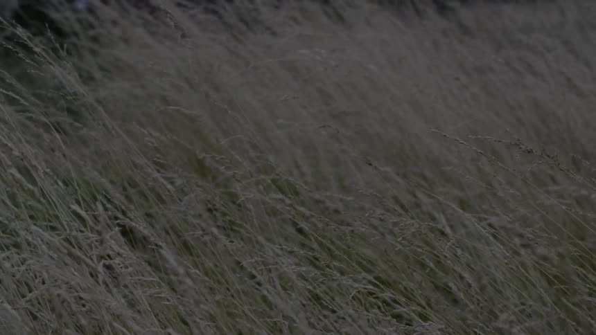 Grains and grass are blowing in the wind