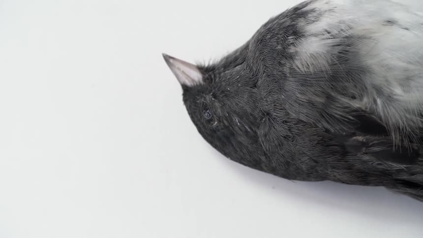 A black bird lies motionless and dead