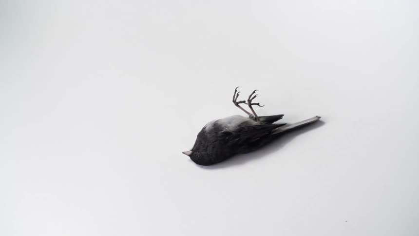 A dead bird lays on its back in a studio