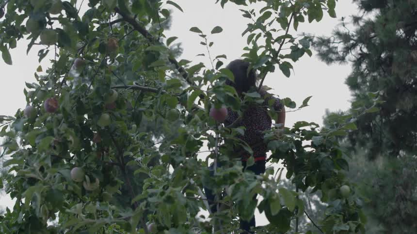 A young girl climbing an apple tree