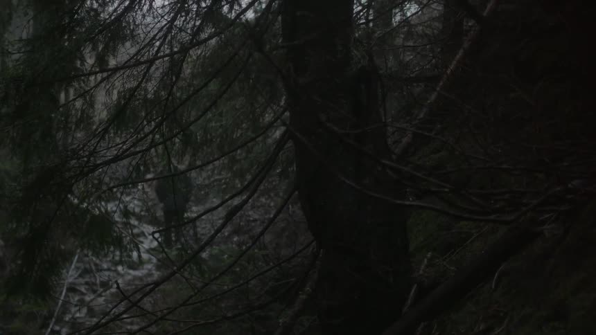 Man is walking alone in the woods on a gloomy day