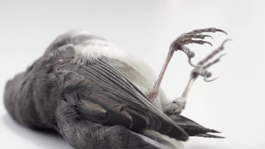 Close up of a black dead bird