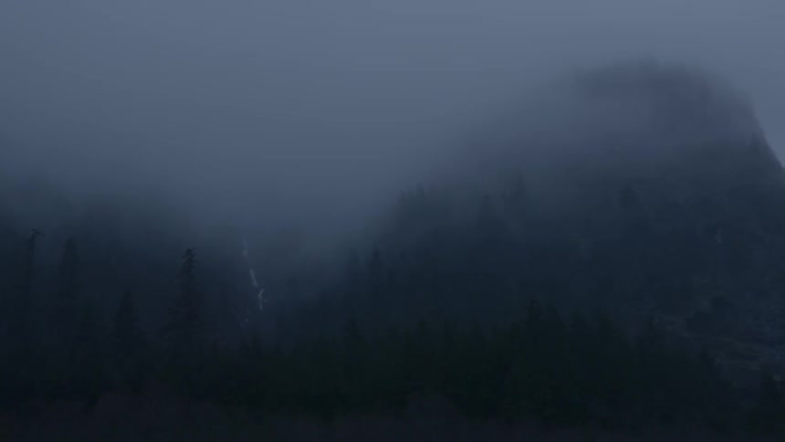 Trees are shown on a foggy day