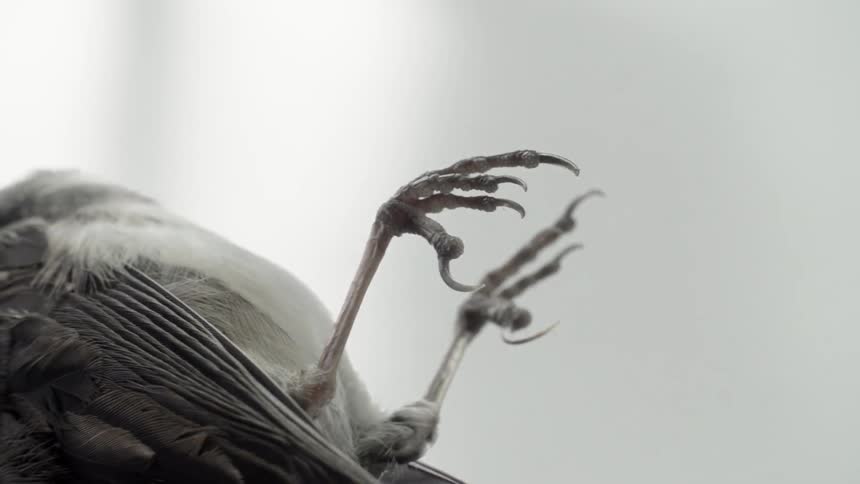A black bird lies motionless and dead