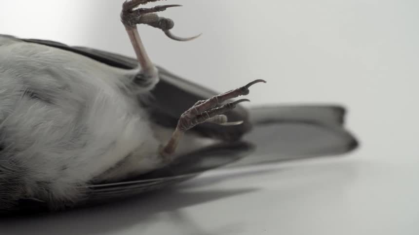 Up close of a bird