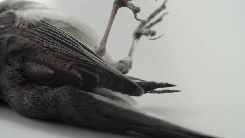 A black bird lies motionless and dead