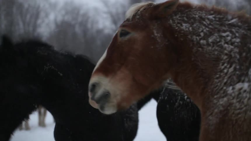 Horses In Snow
