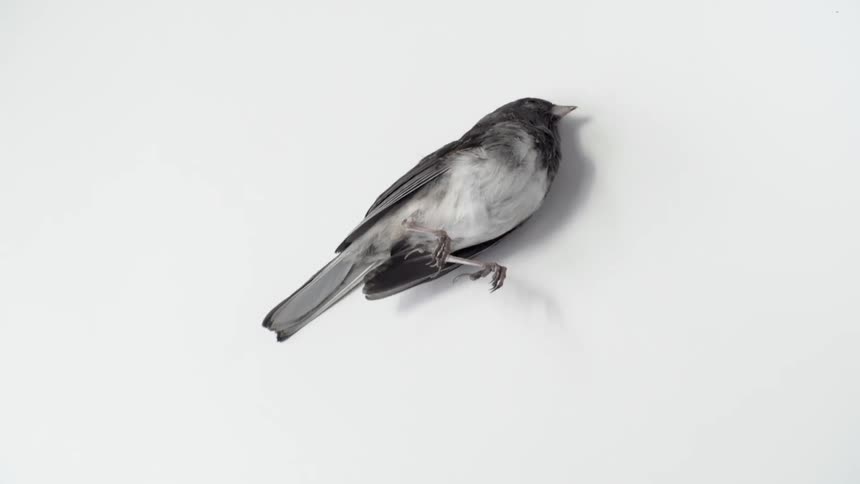 A black bird lies motionless and dead