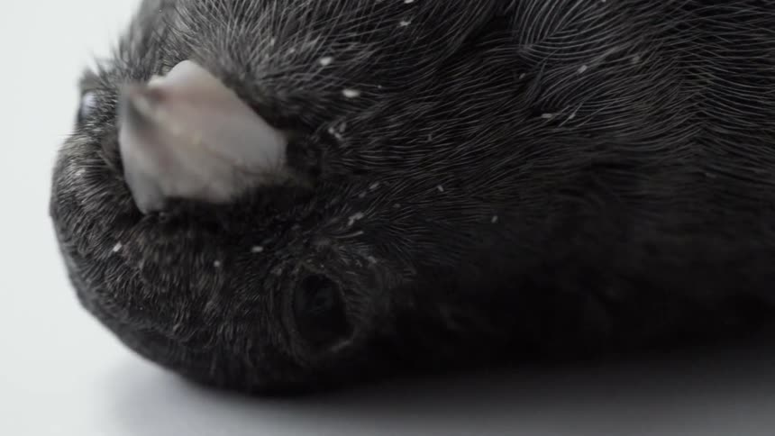 Up close of a birds face