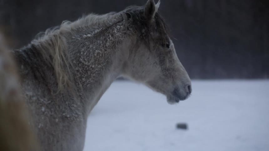 A horse standing in a snowy pasture on a cold day