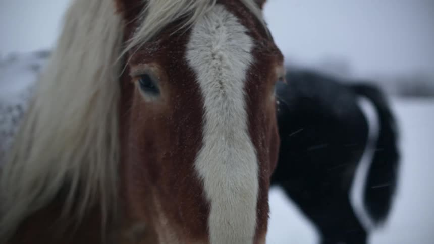 Close up of a horse's face on a snowy day