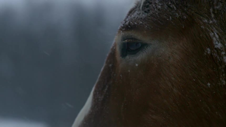 A horse standing in a field