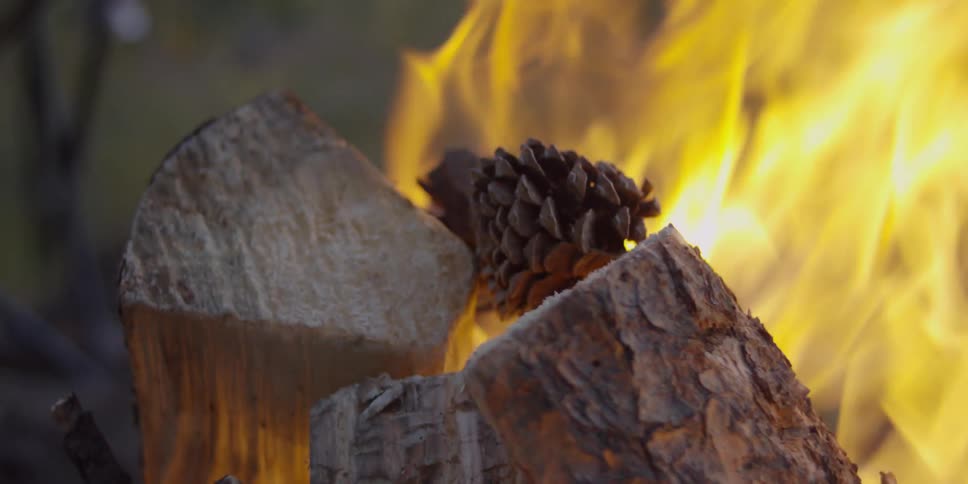 Logs and pine cones burn in a campfire