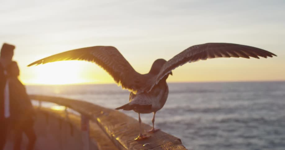 A seabird walks on the railing