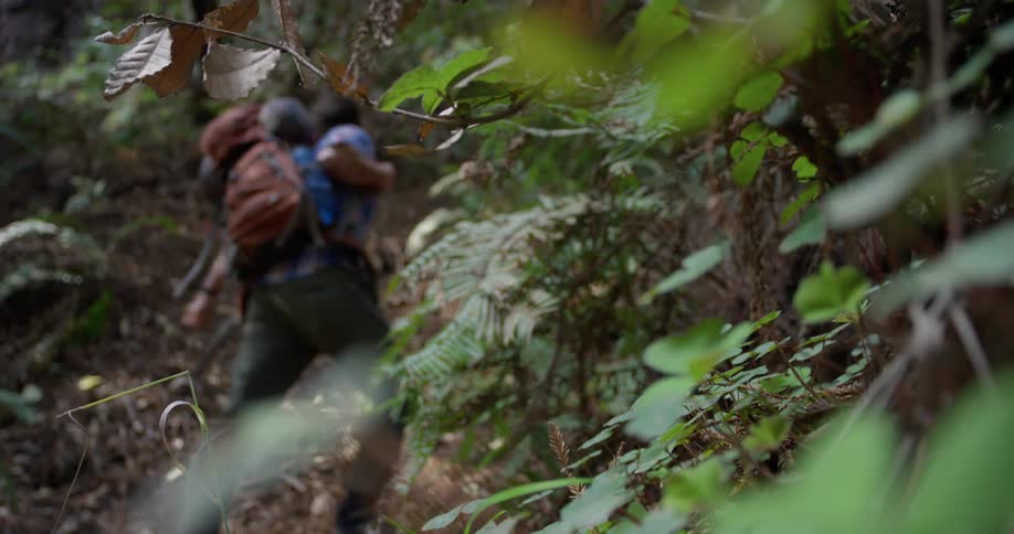 A hiker walks through the woods