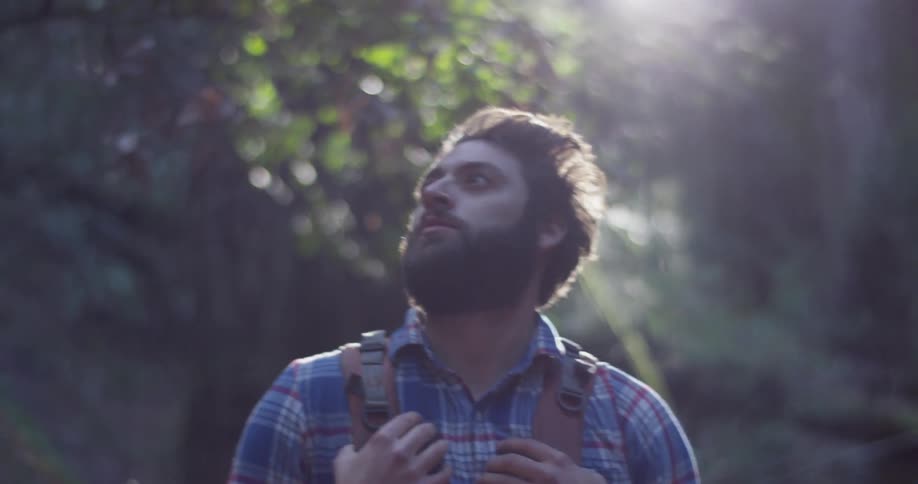 A hiker walks in the woods