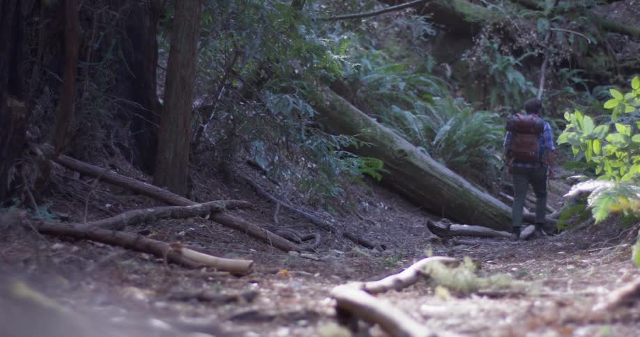 Person walks through the woods on a sunny day