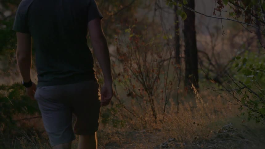 A man walks in the woods at dusk