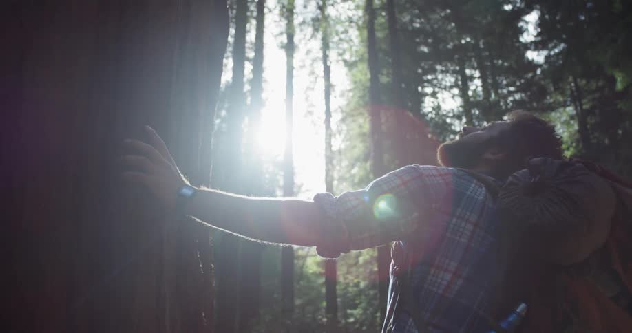 A man hiking in the woods stops to look at a tall tree