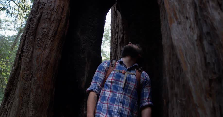 Man walks into the bottom of a large hollow tree looking up