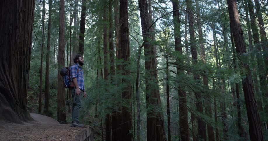A hiker stops to look in the woods