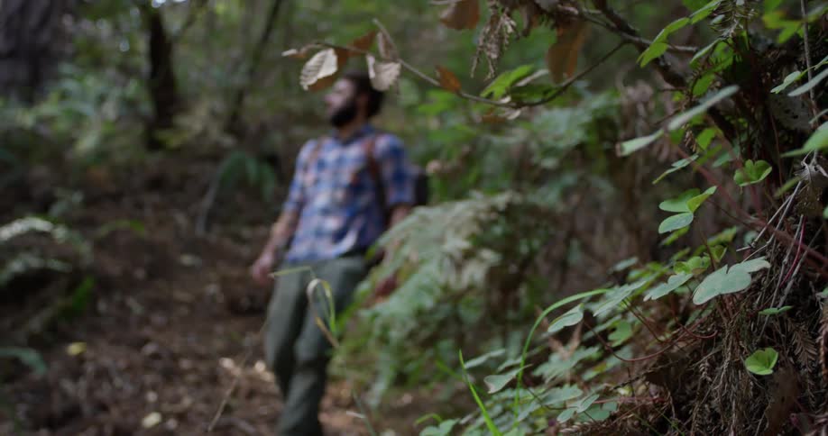 A hiker walks in the woods carrying a backpack