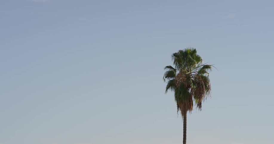 Wind blows through a tall palm tree