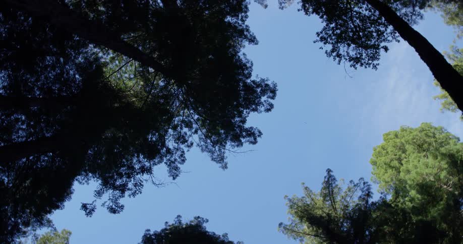 Tall trees tower in the forest