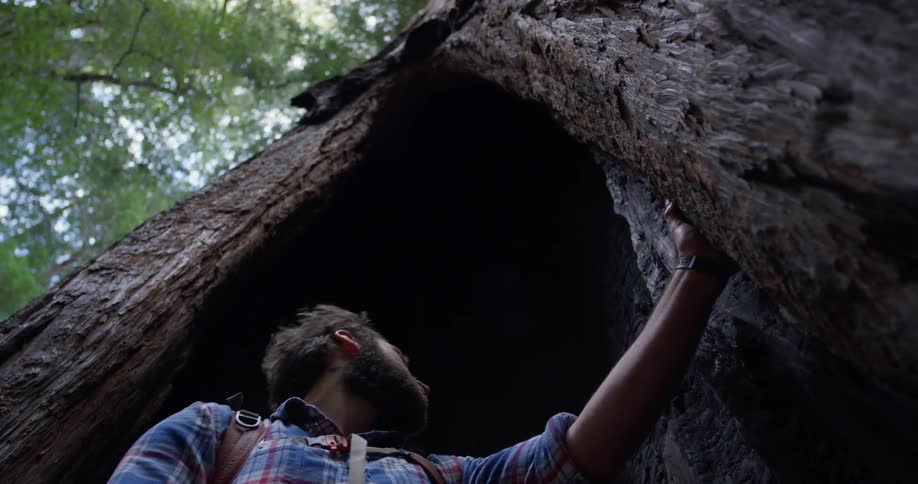 Man stands in a large hollow tree trunk looking up