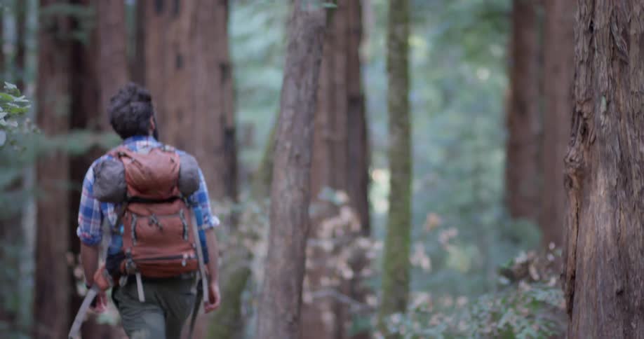 A hiker walks through the woods