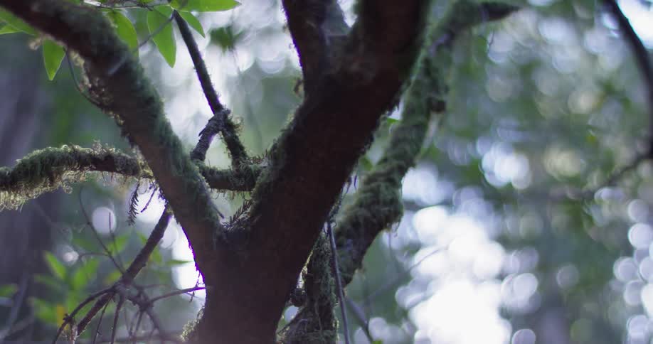 Moss clings to tree branches in the woods