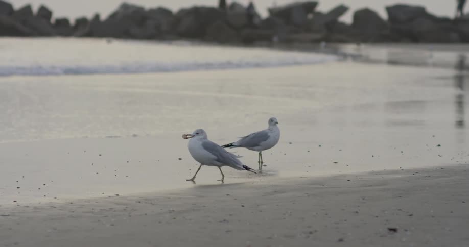 Seagulls stand on the beach with the water flowing in