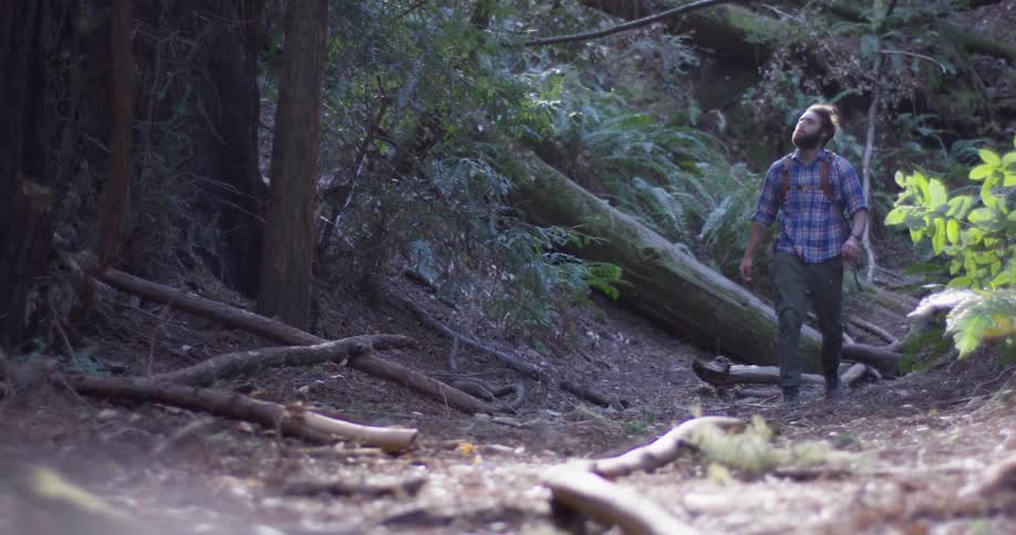 A man hikes through the woods